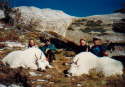 2-Mountian-Goats